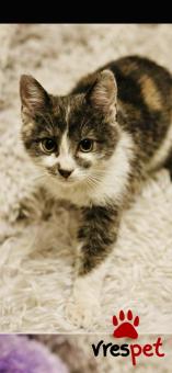 Ράτσα: Άγνωστο - Ημίαιμο | Ηλικία: 2,5 μηνών | Φύλο: Θηλυκό | Αρ. Microchip: 900182002099629 | Περιοχή: Νίκαια Άγιος Ιωάννης Ρέντης, Αττική